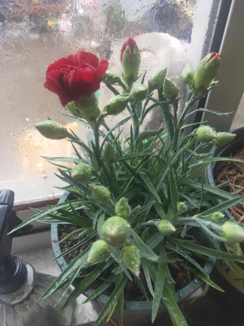 康乃馨方法(康乃馨植株温度土壤病虫害)