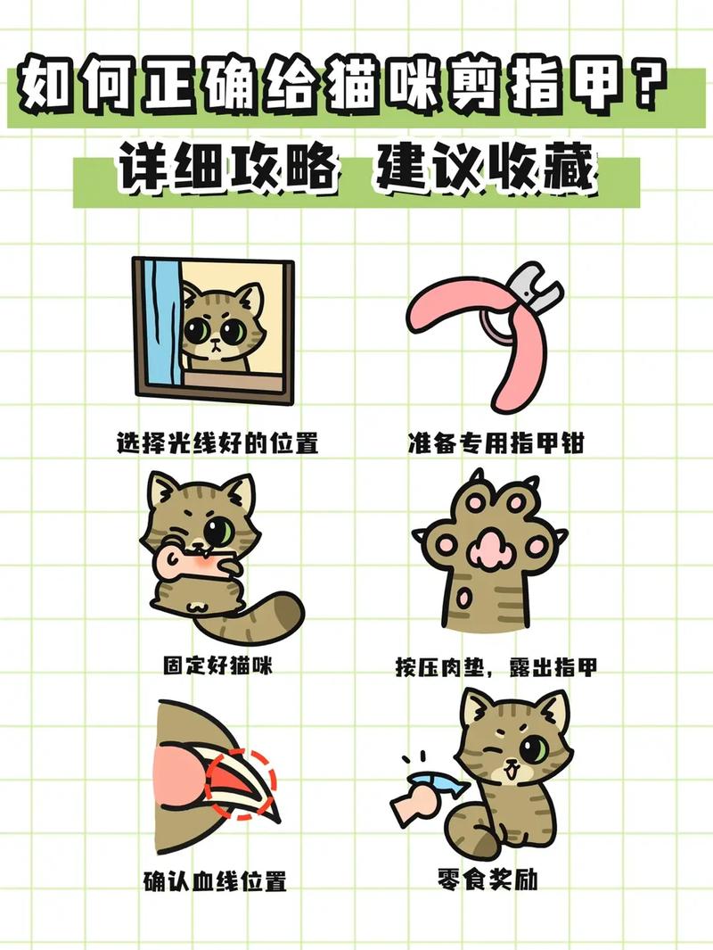 猫咪流程建议收藏猫妈猫(猫咪收藏会有流程建议)