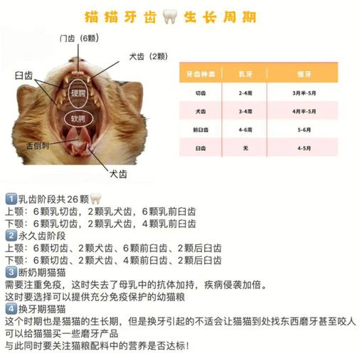 猫咪详解(猫咪毛发趾甲详解牙齿)