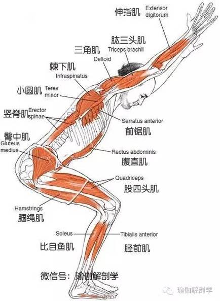 瑜伽衰老皮肤动作(瑜伽衰老皮肤动作解剖学)