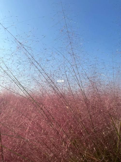 粉黛仙女拍成女朋友攻略网红草(粉黛拍成仙女女朋友攻略)