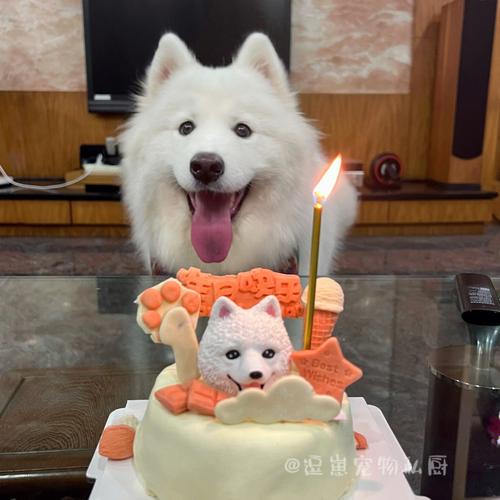生日蛋糕狗狗宠物热门职业(宠物狗狗蛋糕生日蛋糕热门职业)