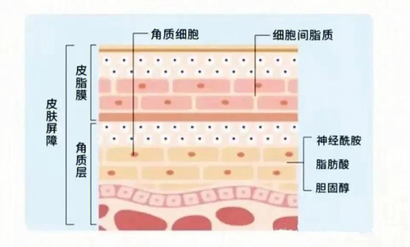 都在用它激素秘方好一个姑娘(激素表皮细胞屏障都在)