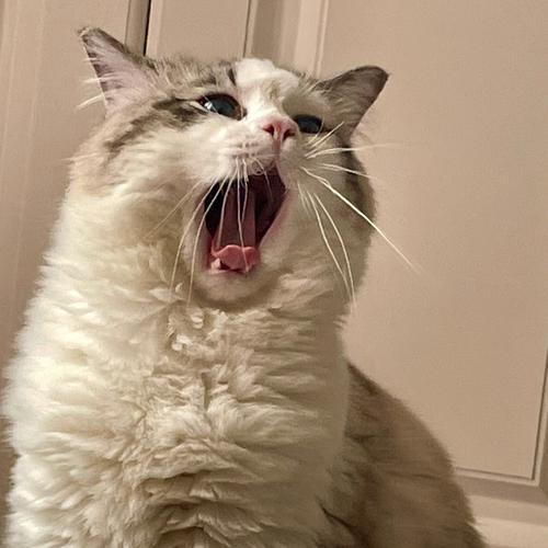 波斯奶兇奶兇看起來貓來做(姐姐波斯猫咪日记护套)