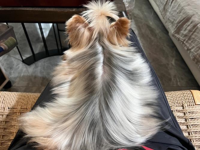 双管齐下爱与倔强方法约克夏(双管齐下给它约克夏都是宝宝)
