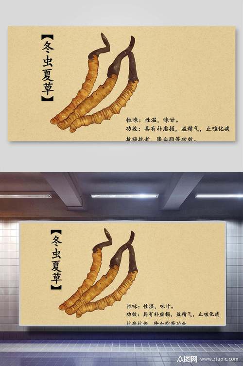 冬虫夏草功效中药方法(冬虫夏草精血功效方法本品)