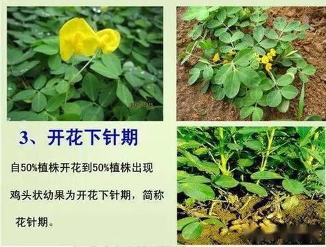 生长期花生操作方法作用(花生土壤生长期操作方法植株)