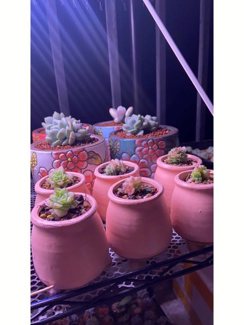 麦秆妙招再买化妆品(麦秆我们可以花盆妙招放在)