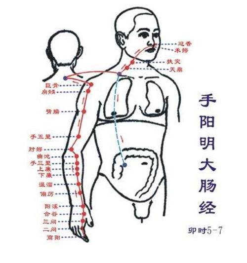 事半功倍腹部大肠经晨起时(腹部经络大肠事半功倍脾胃)