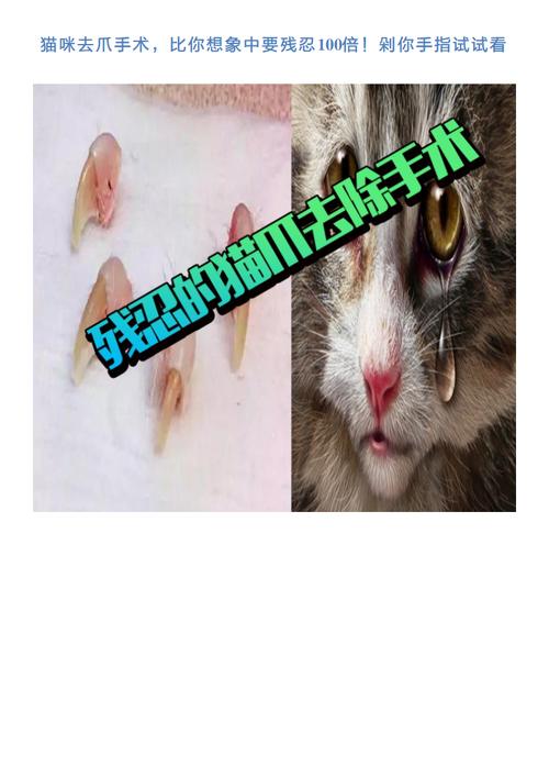 见过残忍操作宠物整形手术去爪术(宠物见过手术猫咪拉皮)