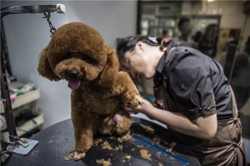 都有哪些秘密宠物行业(宠物美容师自己的行业都有哪些)