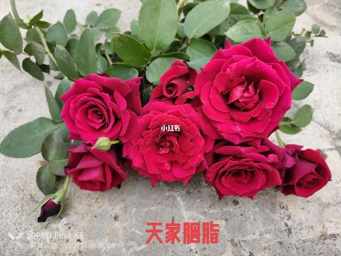 胭脂美容院可以获得开家和服务权利(胭脂美容院总部和服务权利)