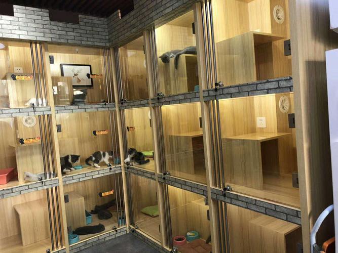 成都效果图宠物店店铺攻略(宠物店墙面成都宠物地面)