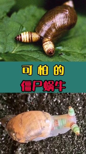 口味恐怖(蜗牛生肉口味肌肤恐怖)