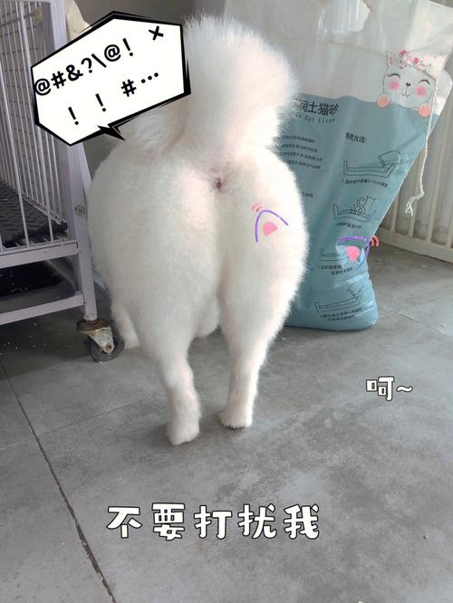 告诉我同学们宠物(告诉我同学们宠物屁股位置)