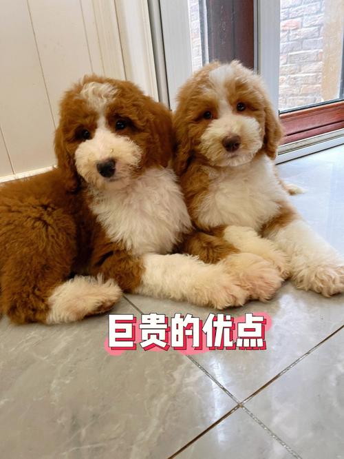 优缺点只敢霍思燕款巨贵细数巨贵(兽医小明优缺点只敢狗狗)