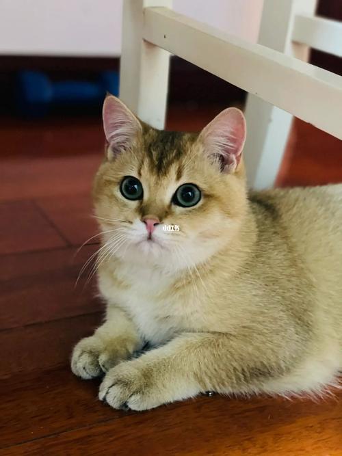 猫咪可爱金渐层(猫咪毛发可爱是一种聪明)