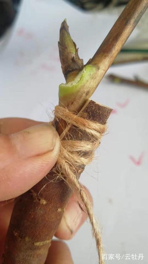 牡丹国树甘肃源头生产基地八种(砧木接穗牡丹切口形成层)