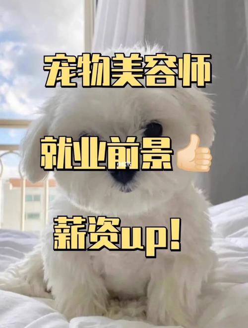 美容师日常宠物(宠物美容师行业日常薪资)
