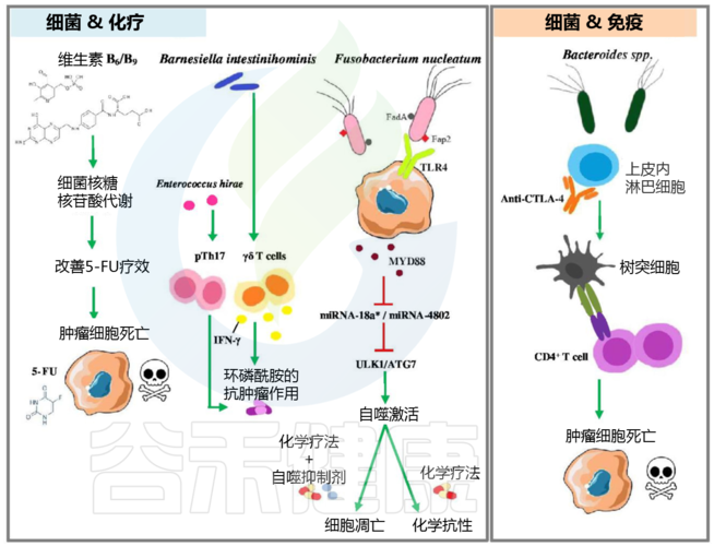 肠道微生物治疗效果强大作用(微生物肠道细胞癌症杆菌)