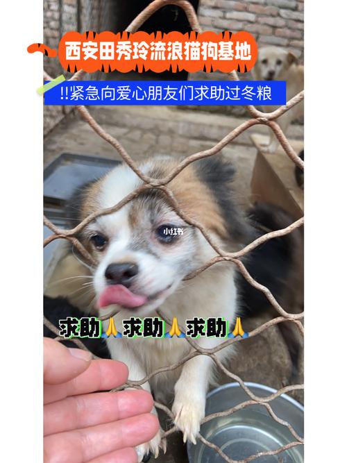 年关忙着新年宠物(宠物忙着记者狗狗市民)