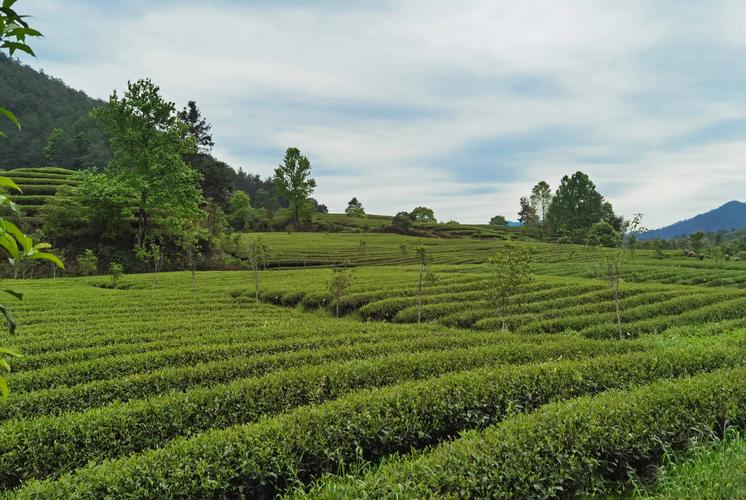 武夷山不容错过独特岩茶健康旅游(武夷山不容错过岩茶旅游独特)