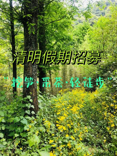 有什么清明春季假期适合项目(有什么春季项目清明假期)
