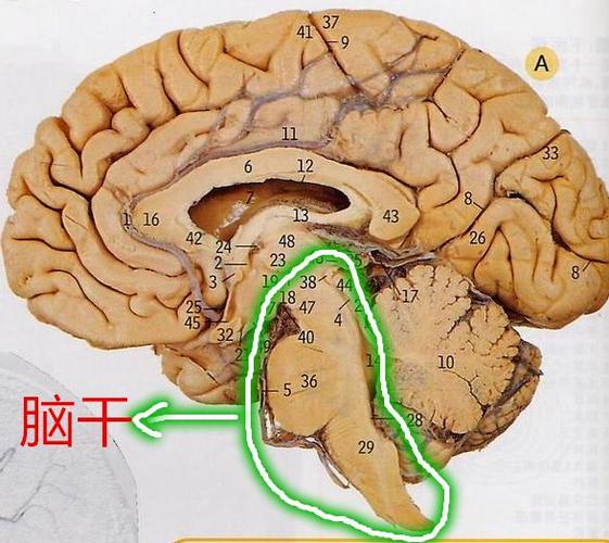 脑干上海大起虚假顾客曾把(上海集团门店顾客脑干)
