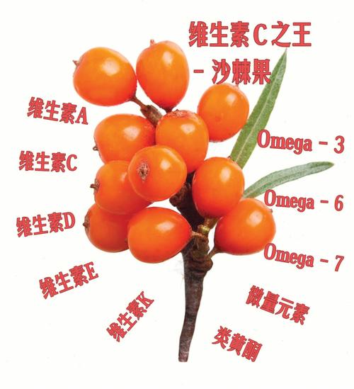之王抵抗力果子血管小黄春季(沙棘之王果子春季维生素)