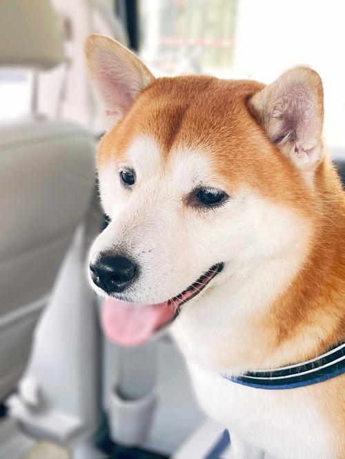 吐司给自己心窝心情柴犬(吐司给自己心窝柴犬心情)
