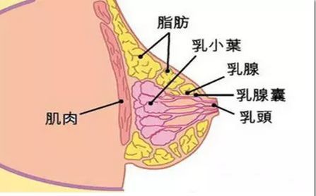 跑到乳房肚子镜下(西安市跑到乳房乳腺肚子)