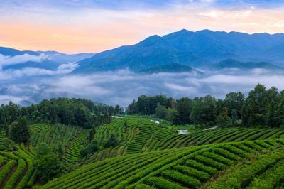 竹山北回归线茶园景谷黄草坝(白茶竹山茶园茶树北回归线)