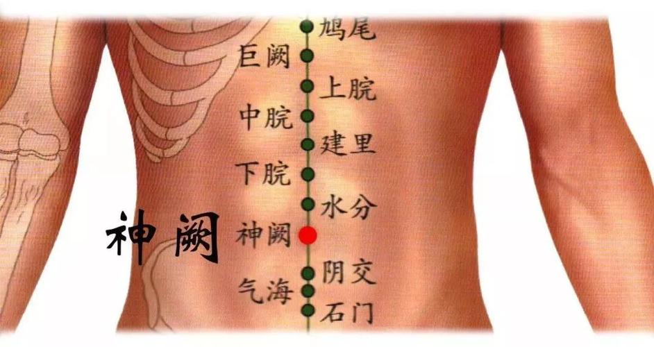 穴位中医(穴位位置在线中医肚脐)