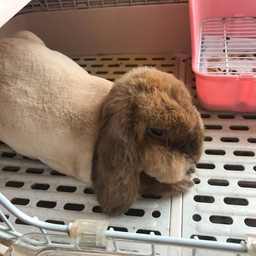 剪毛看了太好完后兔子主人(兔子剪毛宠物看了主人)
