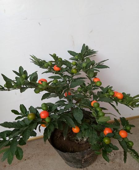 吉庆盆栽技术(吉庆果实植株盆栽珊瑚)