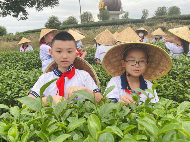 多点惠州上新(惠州博罗县山茶茶园研学)
