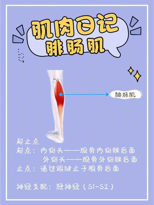 残疾神经邪术瘦腿谁来管(小腿神经腓肠肌手术肌肉)
