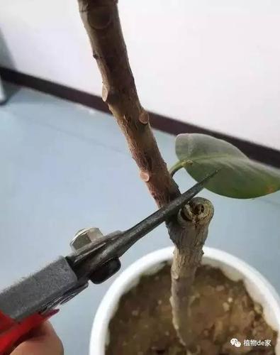 几种花木一大截技能方法(花木几种植株方法枝条)