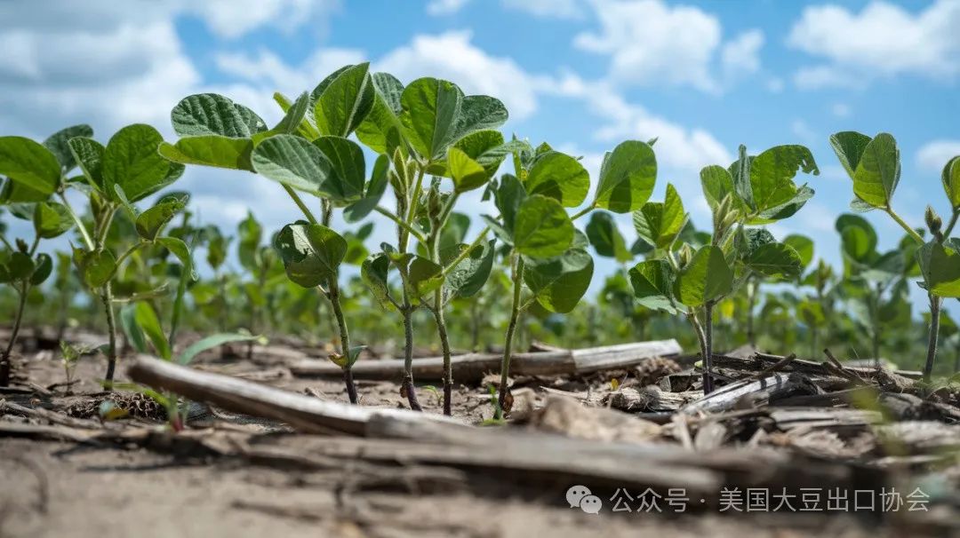 新鲜出炉：2024年度美国大豆种植面积和季度库存报告